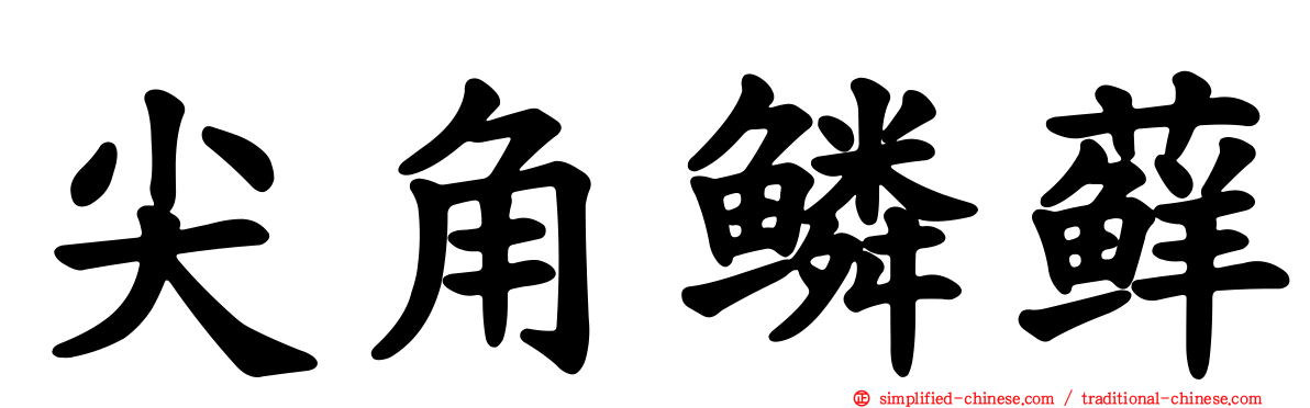 尖角鳞藓