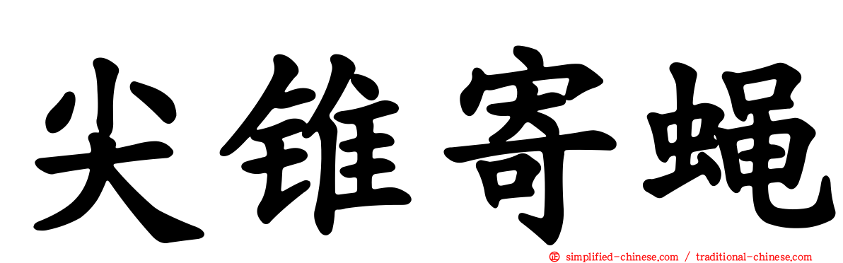 尖锥寄蝇
