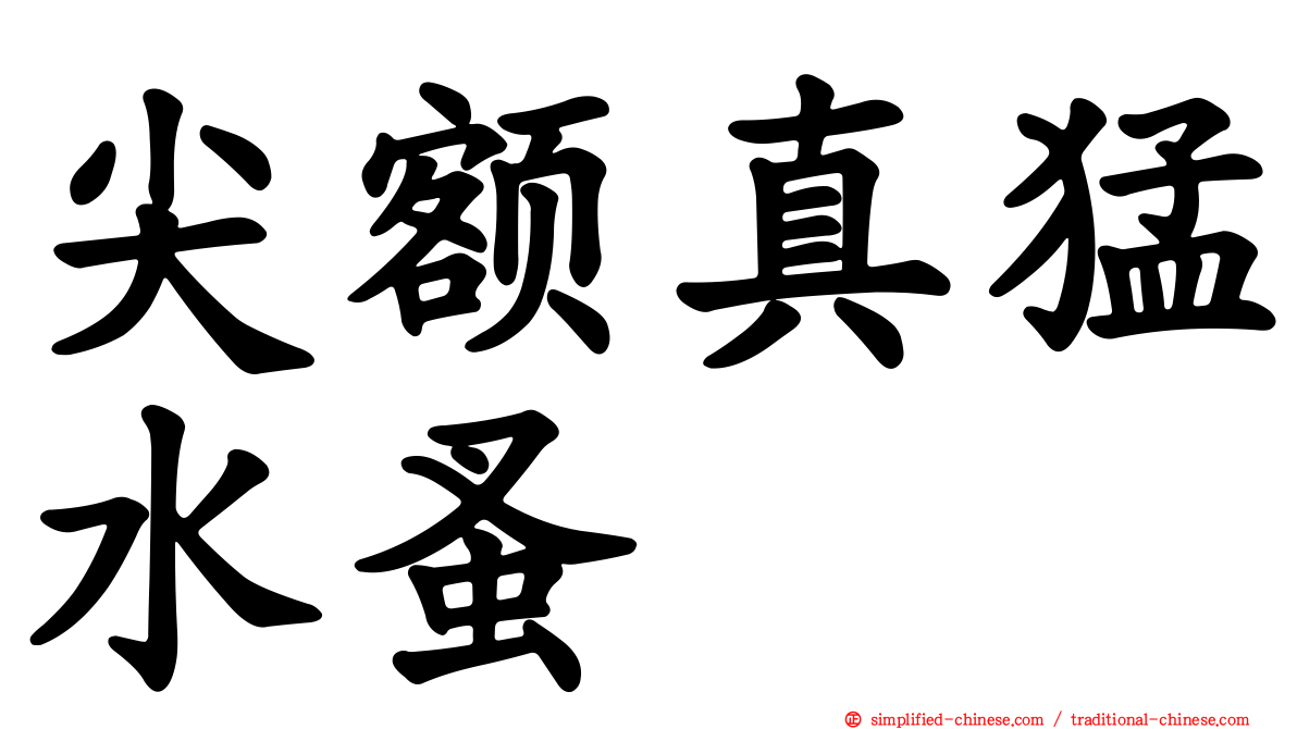 尖额真猛水蚤