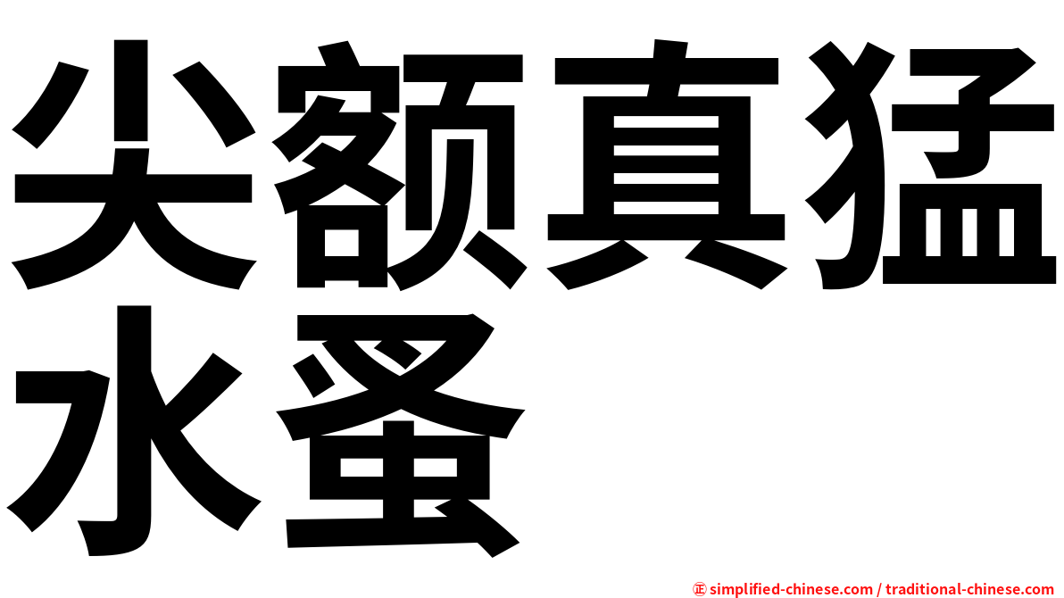 尖额真猛水蚤