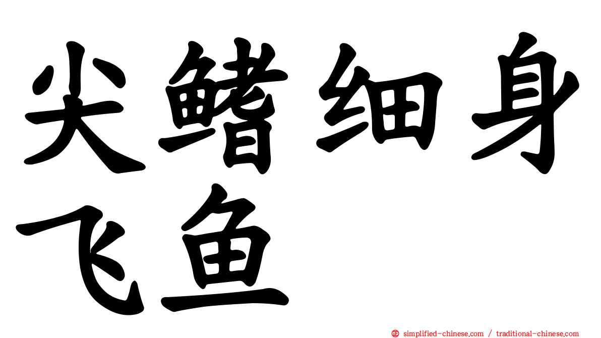 尖鳍细身飞鱼