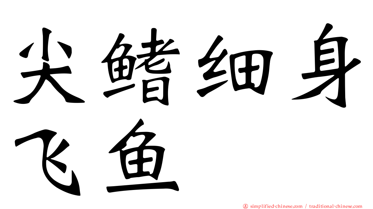 尖鳍细身飞鱼