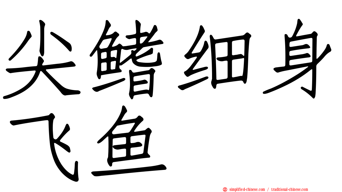 尖鳍细身飞鱼