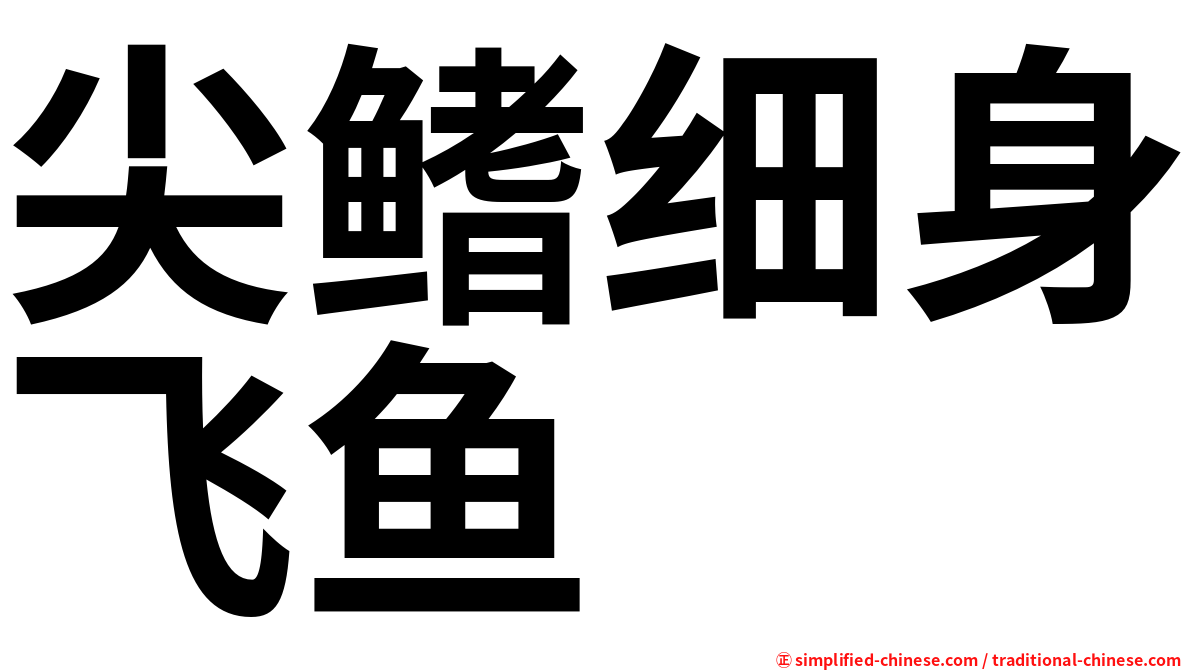 尖鳍细身飞鱼