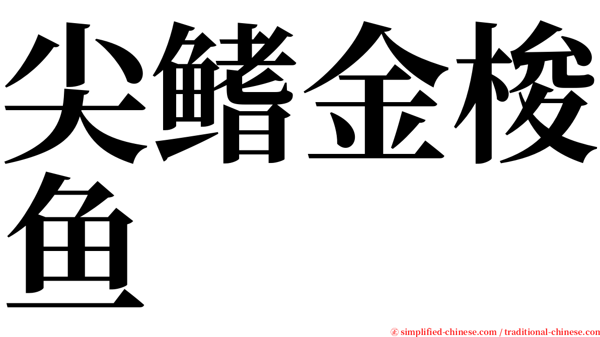 尖鳍金梭鱼 serif font