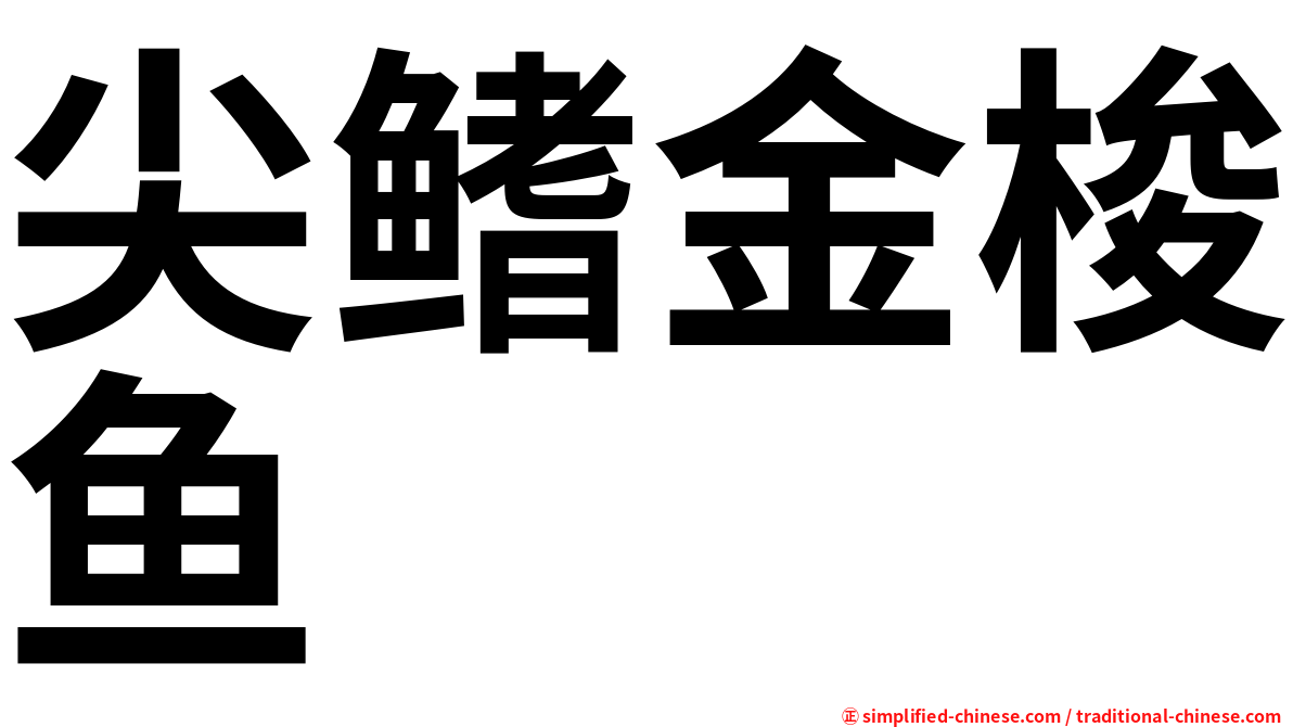 尖鳍金梭鱼