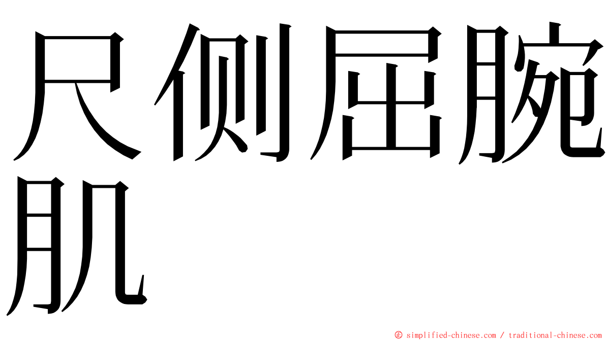 尺侧屈腕肌 ming font