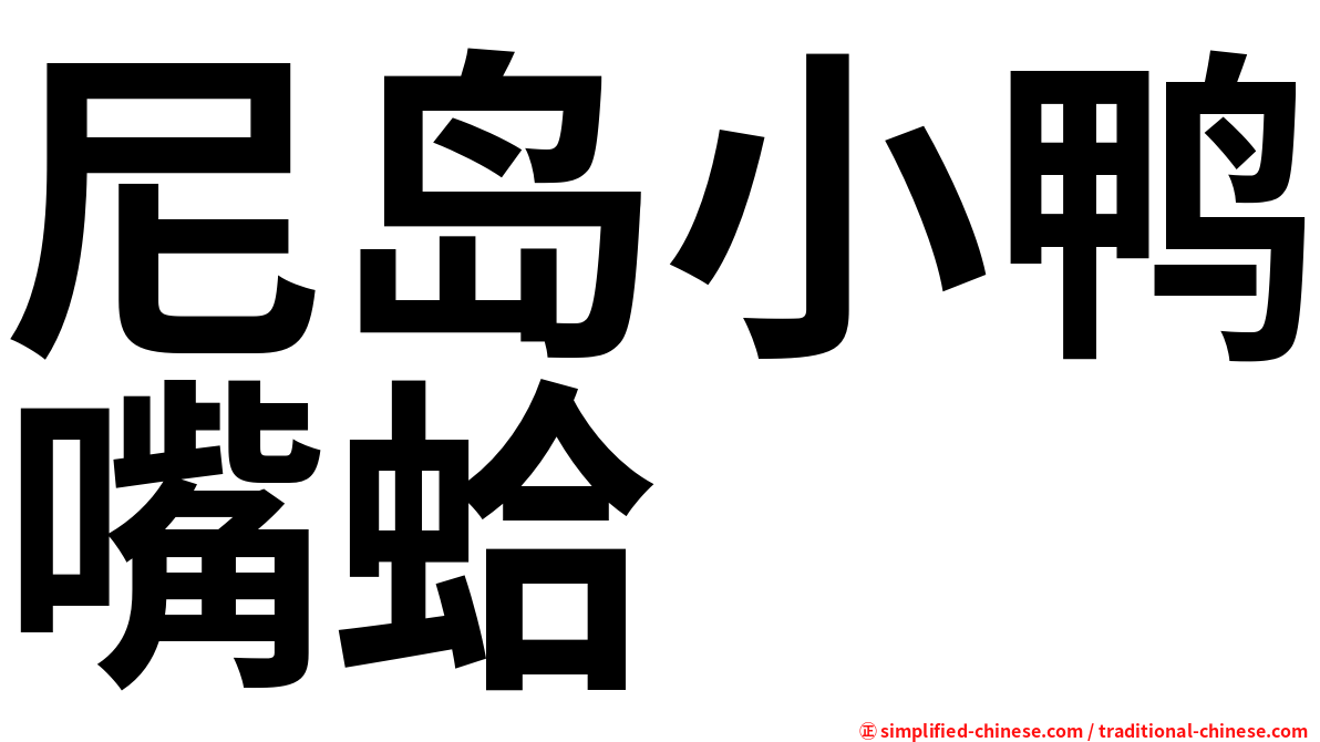 尼岛小鸭嘴蛤