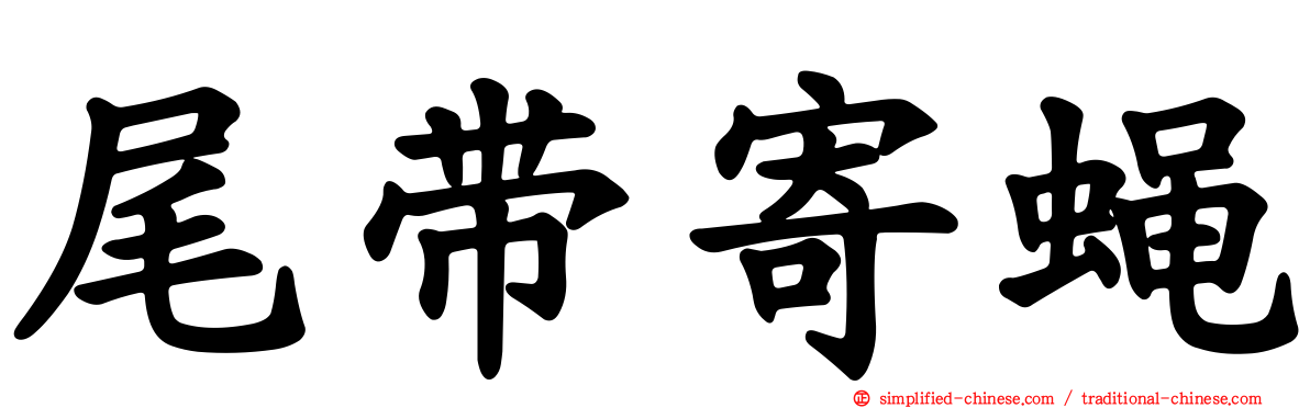 尾带寄蝇