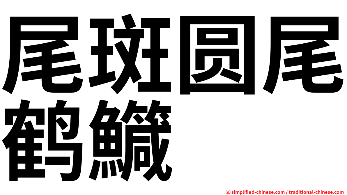 尾斑圆尾鹤鱵