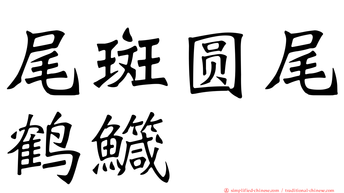 尾斑圆尾鹤鱵