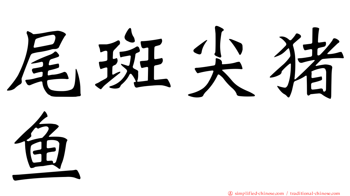尾斑尖猪鱼
