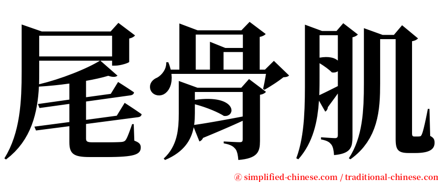尾骨肌 serif font