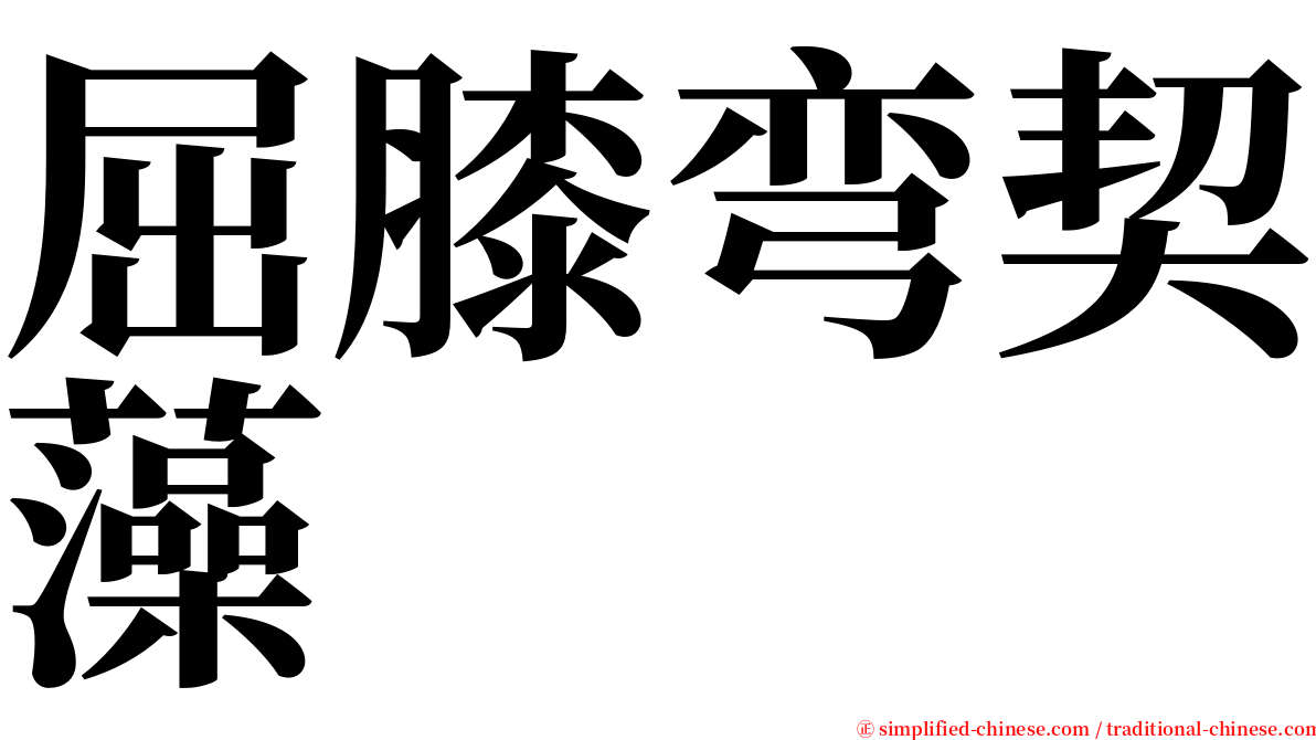 屈膝弯契藻 serif font