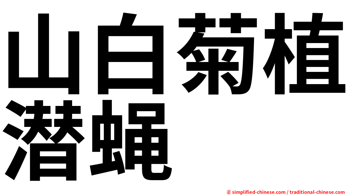 山白菊植潜蝇