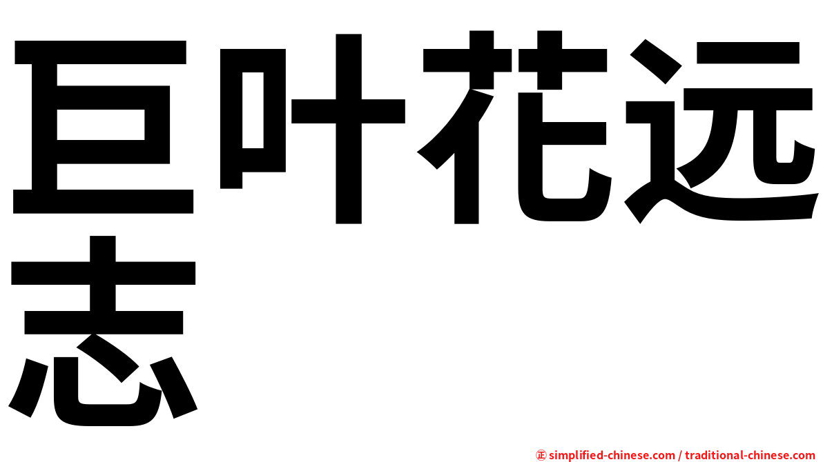 巨叶花远志