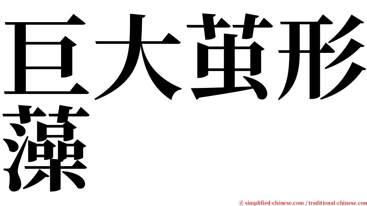巨大茧形藻 serif font