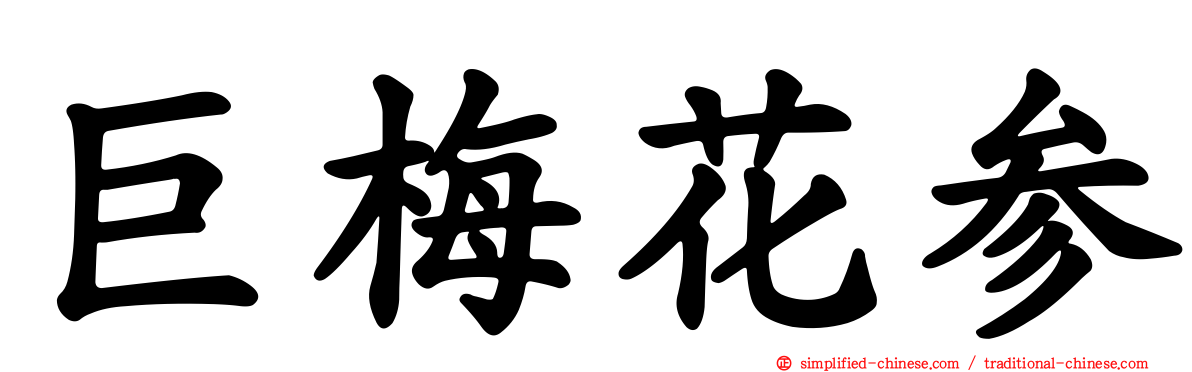 巨梅花参