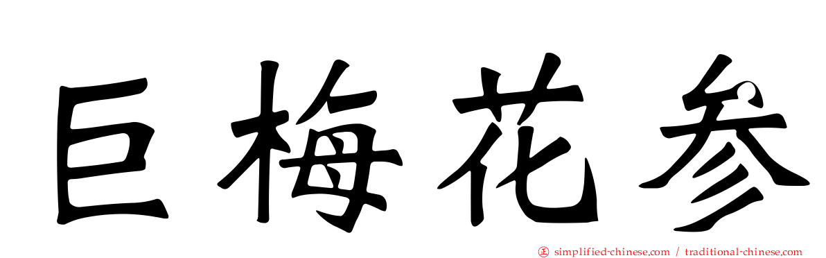 巨梅花参