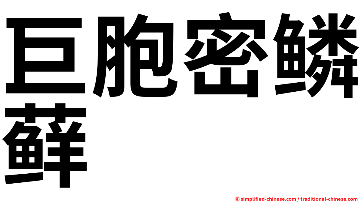 巨胞密鳞藓