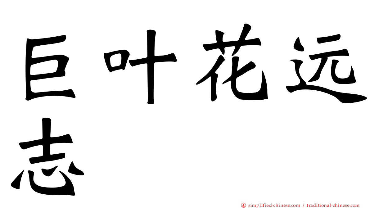 巨叶花远志