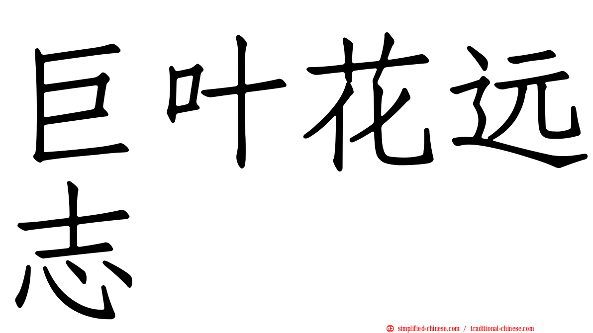 巨叶花远志