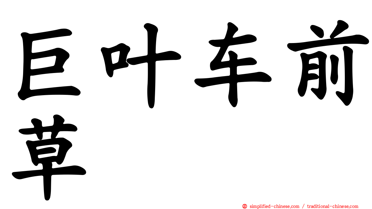 巨叶车前草