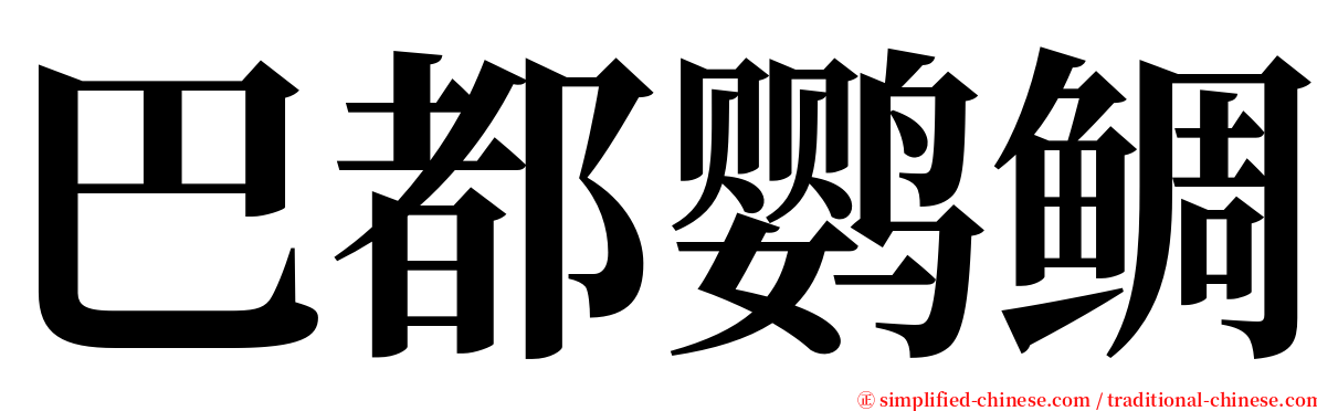 巴都鹦鲷 serif font