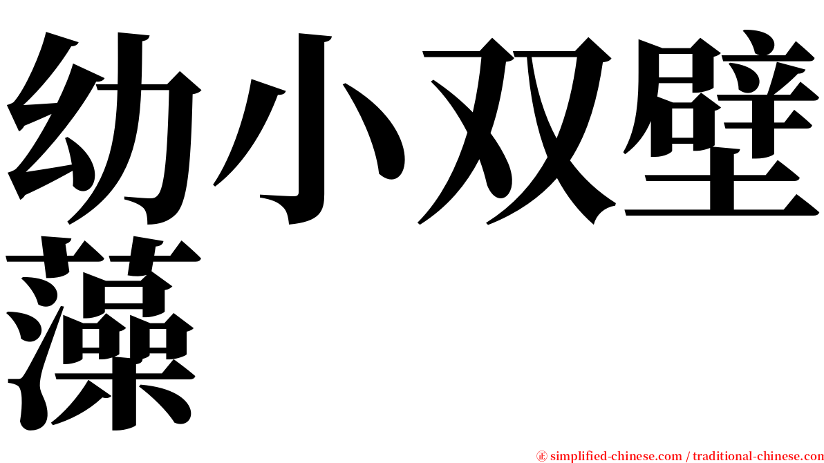 幼小双壁藻 serif font