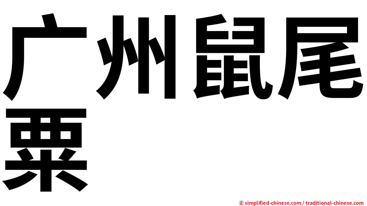 广州鼠尾粟