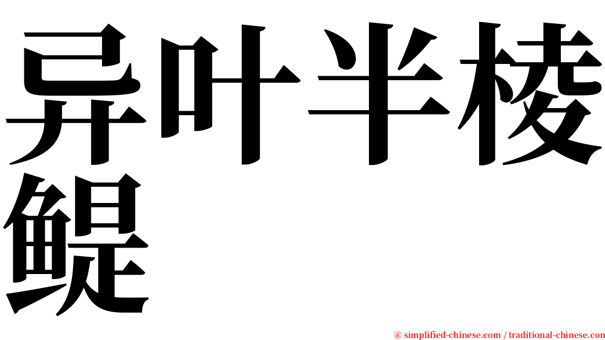 异叶半棱鳀 serif font