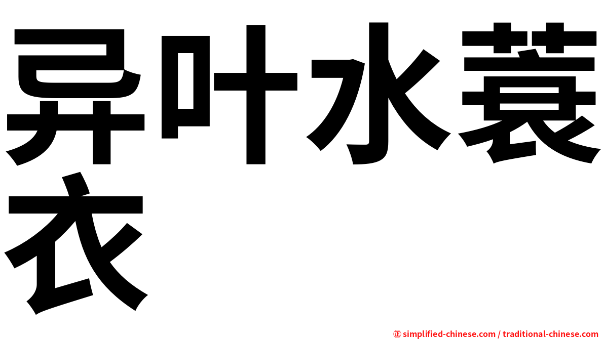 异叶水蓑衣
