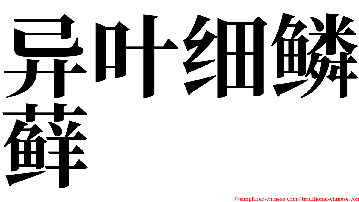 异叶细鳞藓 serif font