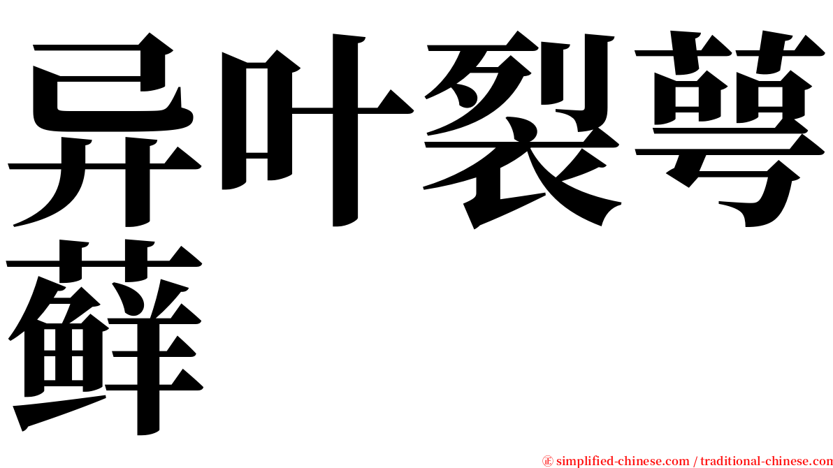 异叶裂萼藓 serif font