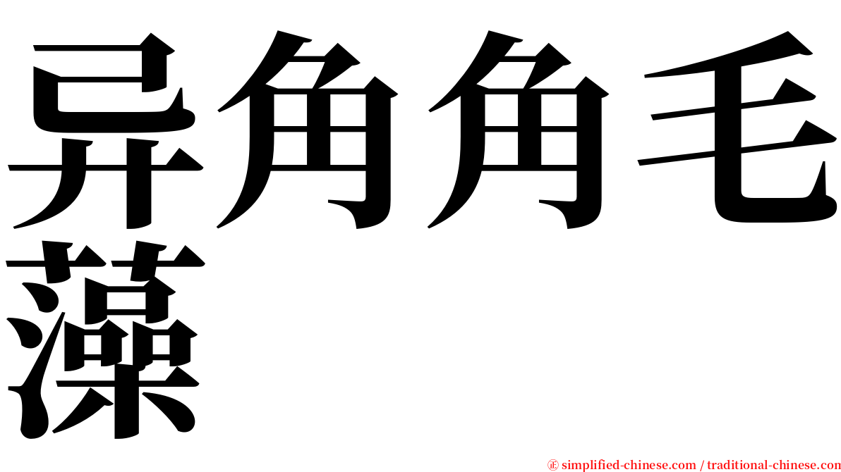 异角角毛藻 serif font