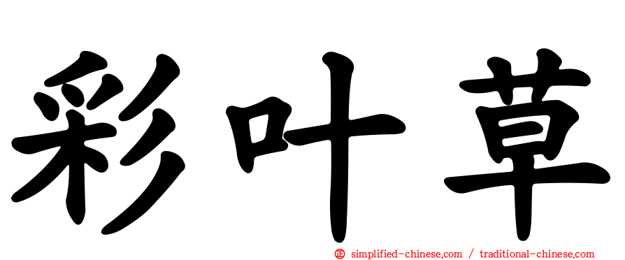 彩叶草