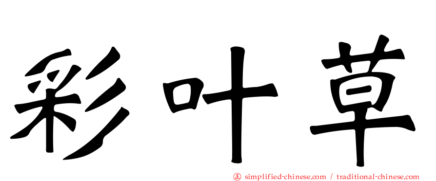 彩叶草