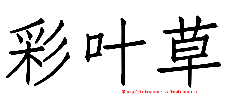 彩叶草