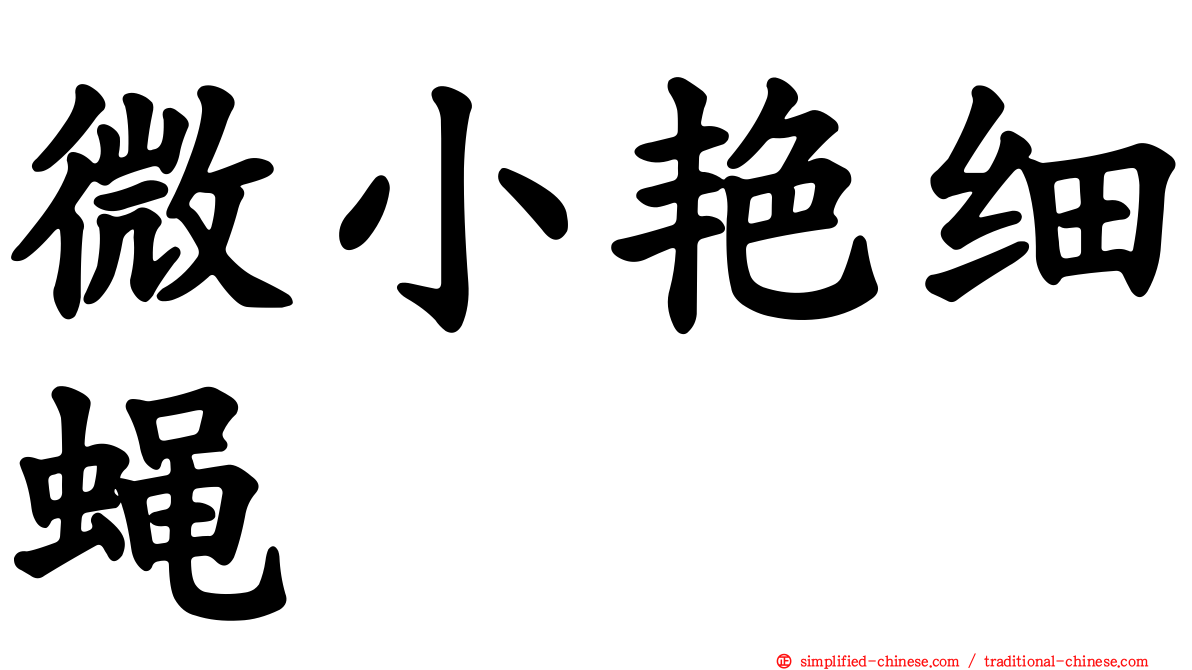 微小艳细蝇