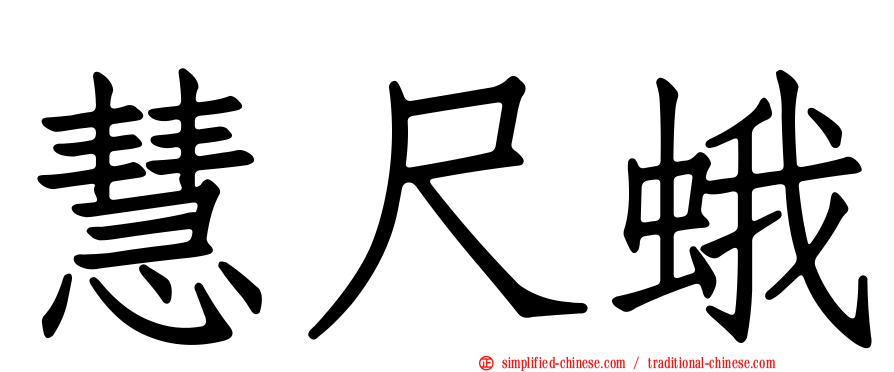 慧尺蛾