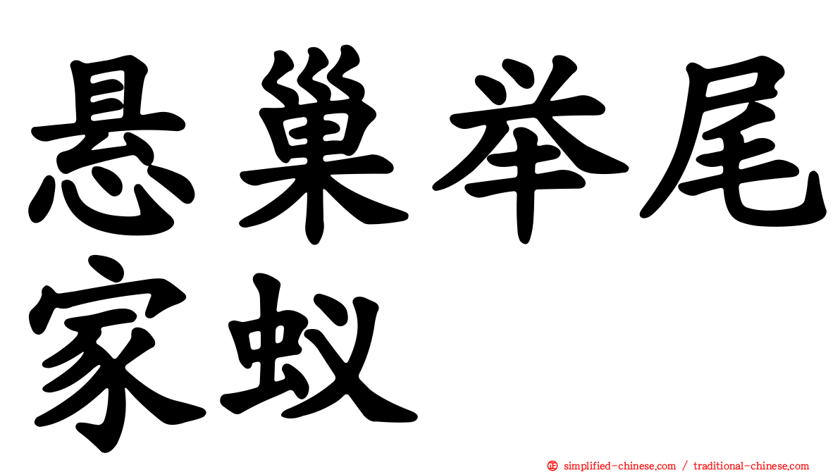 悬巢举尾家蚁