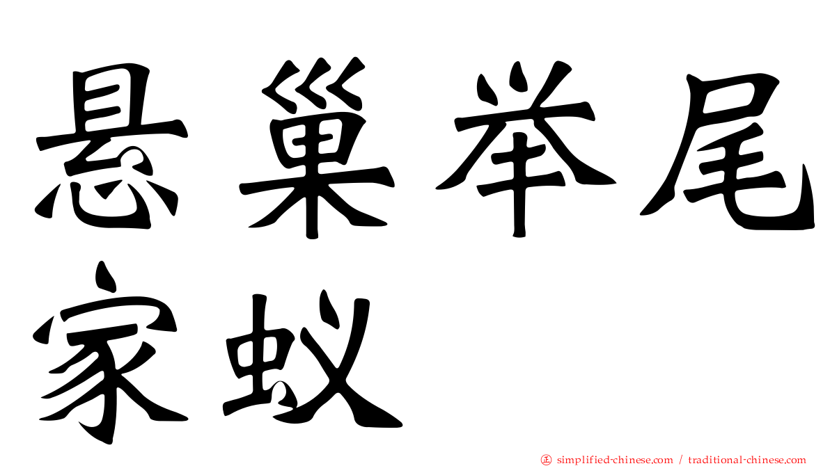 悬巢举尾家蚁