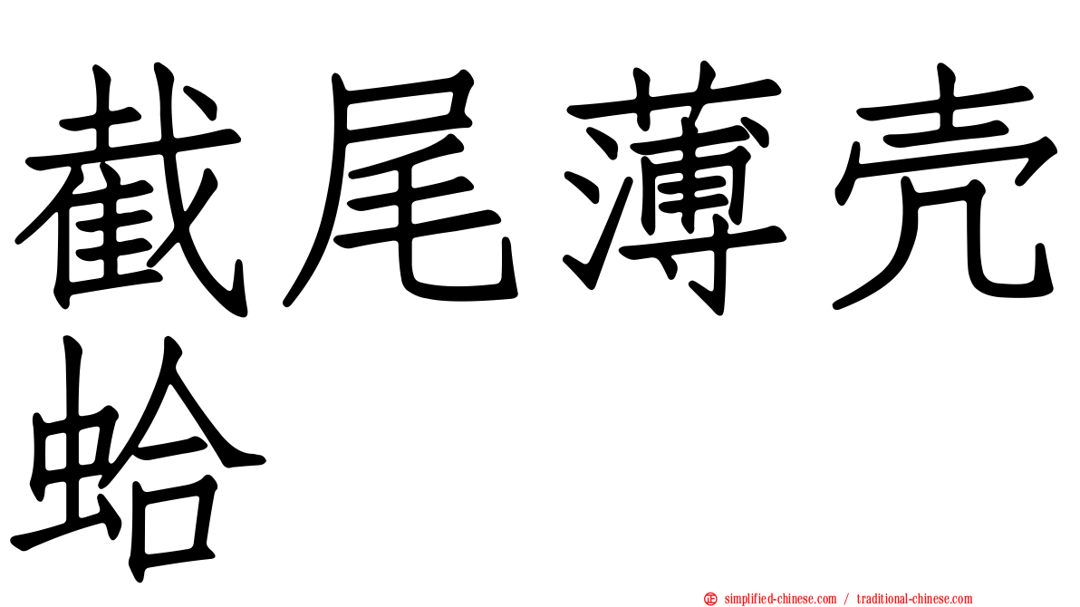 截尾薄壳蛤