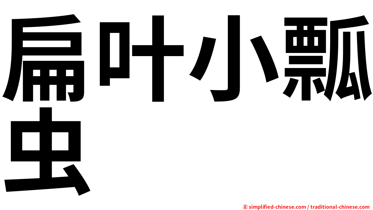 扁叶小瓢虫