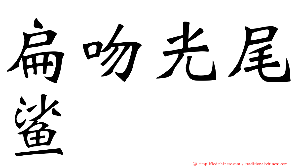 扁吻光尾鲨