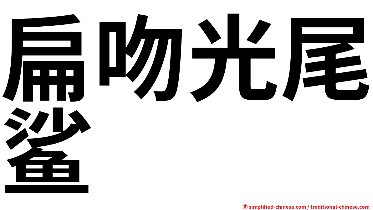 扁吻光尾鲨