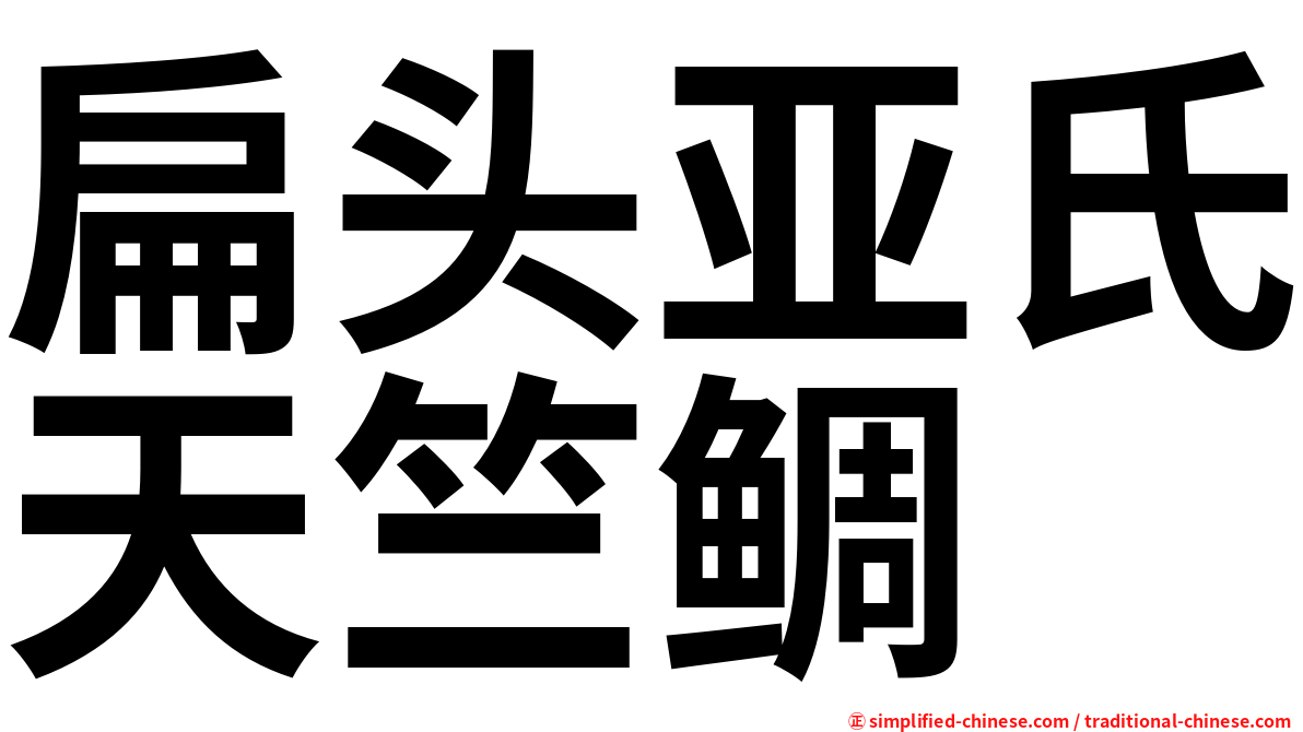 扁头亚氏天竺鲷