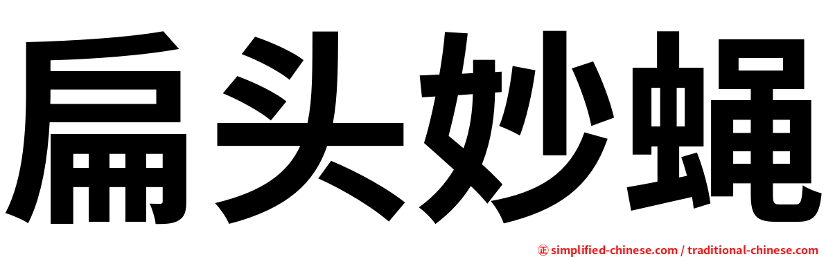 扁头妙蝇