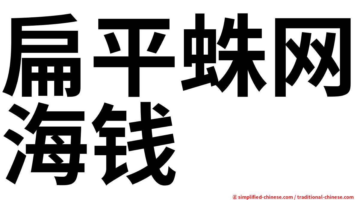 扁平蛛网海钱