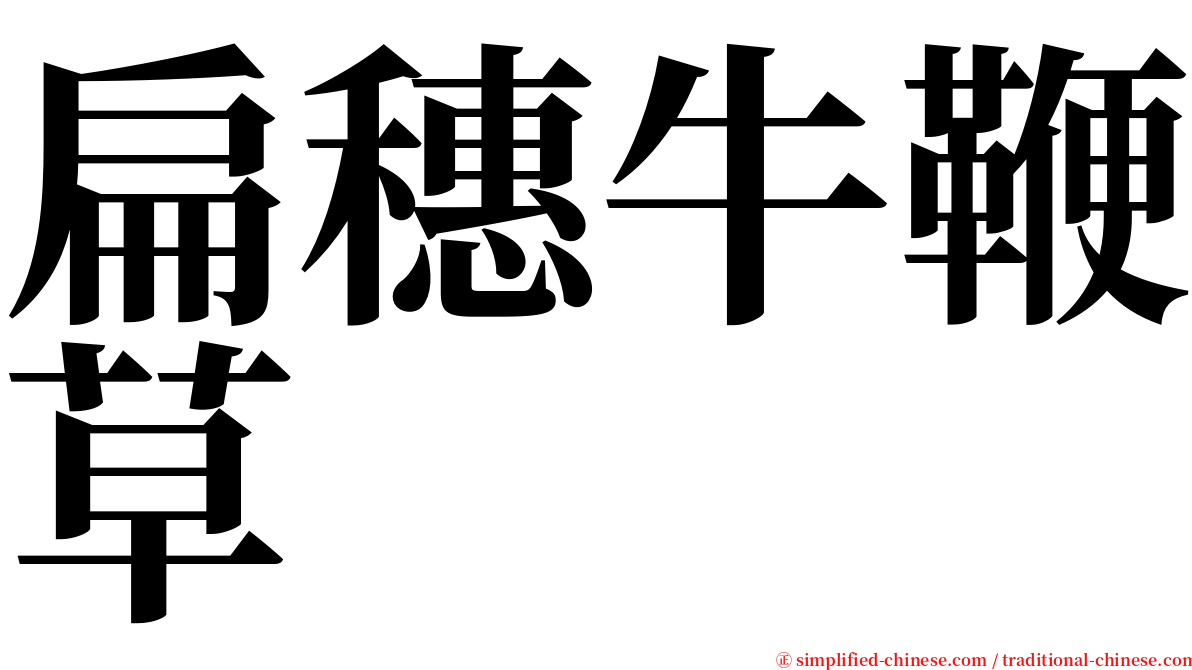 扁穗牛鞭草 serif font